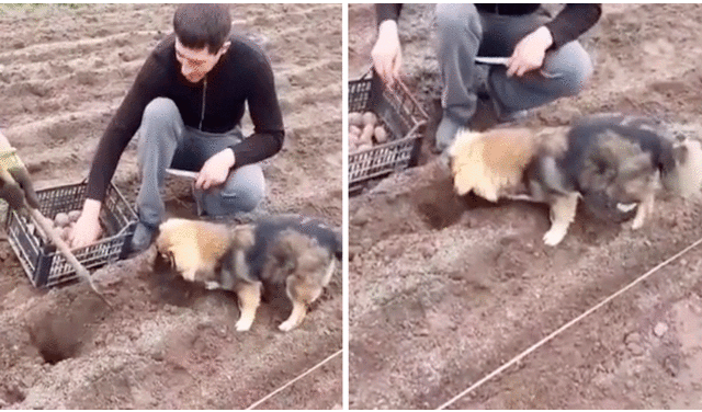 El perrito había sido entrenado para apoyar a sus dueños en la cosecha de papas. Foto: captura de YouTube