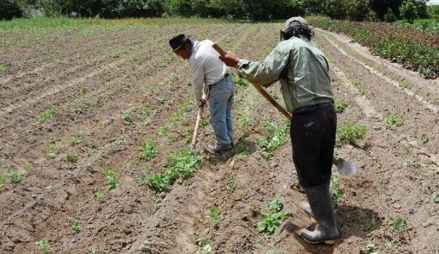 La escasez de agua y fertilizantes afectan a cerca de 50.000 agricultores en Piura. Foto: difusión