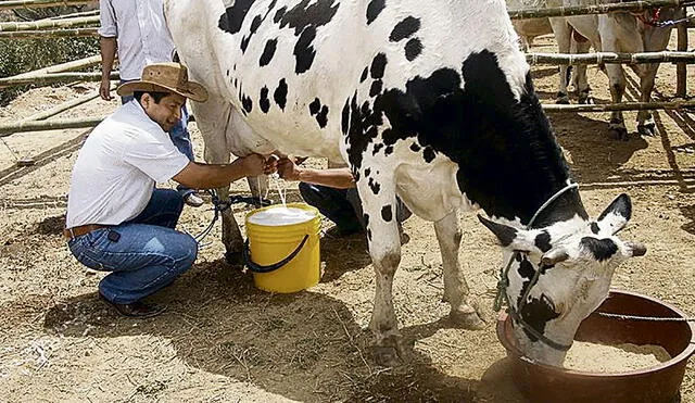 Producción. Al día en Perú se producen 2 millones de litros de leche, el 47% va a Gloria. Foto: difusión