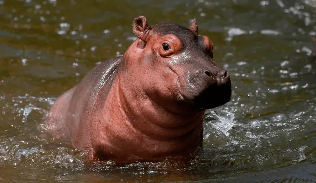 Un hipopótamo de río (Hippopotamus amphibius), de aproximadamente 30 kilos. Foto: EFE