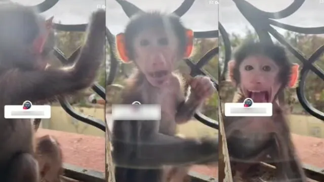 El mono se asustó al ver que le estaban grabando. Foto: captura de TikTok