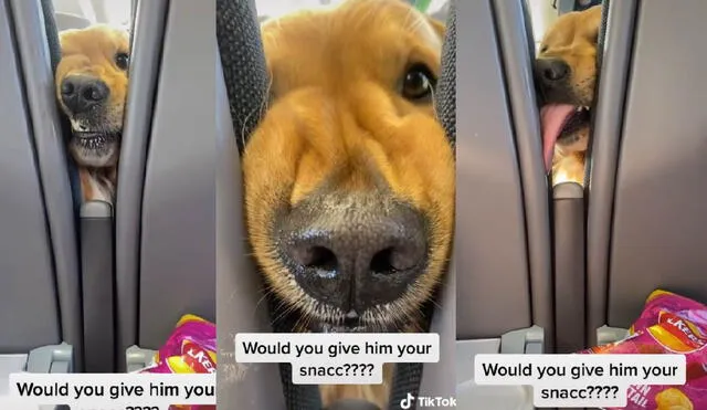 El perrito emocionó a los usuarios con su tierno comportamiento para pedir comida. Foto: captura de TikTok