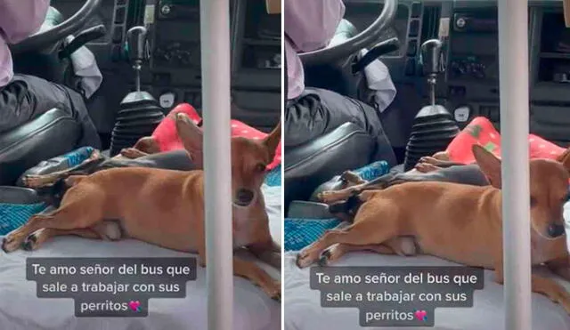 Miles de usuarios quedaron cautivados al ver estas imágenes. Foto: captura de TikTok