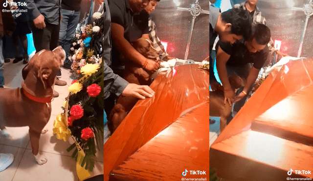 El perro recibió las caricias de sus dueños después de ver el cuerpo de su cuidadora. Foto: captura de TikTok