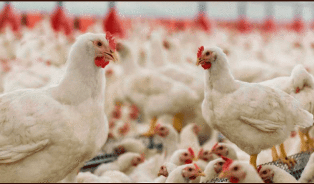 “El pico de la epidemia quedó atrás a finales de marzo y la epizootia se desacelera”, explicó el ministerio de Agricultura de Francia. Foto: AFP