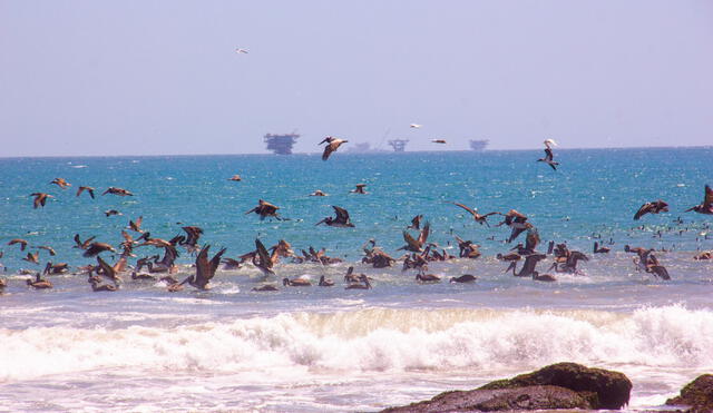 Controlan fuga de gas y petróleo en mar de Lobitos. Foto. La República