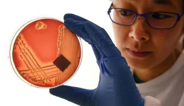 Los científicos continúan demostrando la eficacia de una terapia con virus que permite aniquilar bacterias que han adquirido resistencia a los antibióticos. Foto: AFP