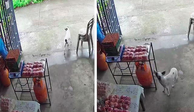Una cámara de seguridad grabó el momento exacto en que un can agarró una bolsa llena de panes que estaba encima de una mesa. Foto: captura de YouTube