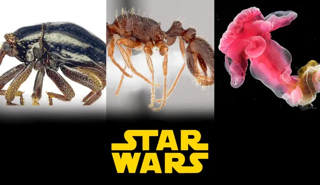 Varias especies recién descubiertas han sido nombradas en honor a Star Wars. Foto: composición LR/Wikiwand/Hipertextual