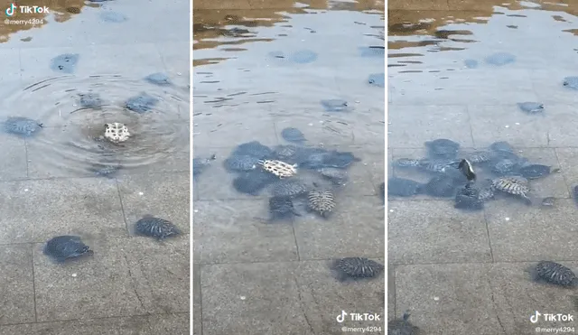 Las tortugas salvaron de morir ahogada a una de sus compañeras. Foto: captura de TikTok