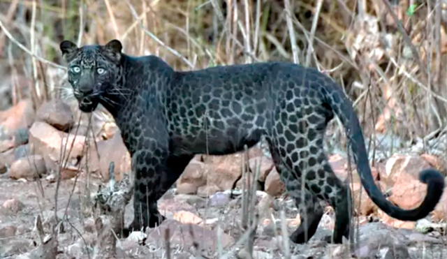 El leopardo negro fue captado durante un safari en la India. Foto: LADbible