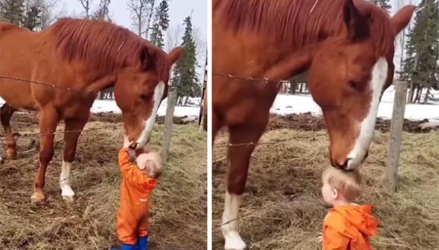 El adorable video obtuvo más de 2,2 millones de visualizaciones. Foto: captura de Facebook