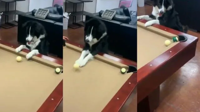 El cachorro embocó una bola que estaba en la mesa de billar. Foto: composición/ captura de TikTok