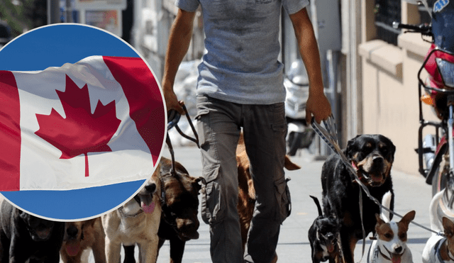 Descubre qué funciones realiza un trabajador de perros en Canadá y cuánto gana al año por realizar esta labor. Foto: composición AFP