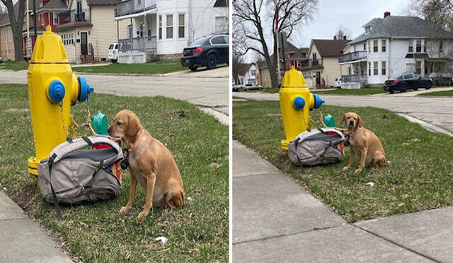 Al parecer, unos desconocidos aprovecharon que no había nadie en el vecindario para dejar a solas a su mascota. Foto: Wisconsin Humane Society