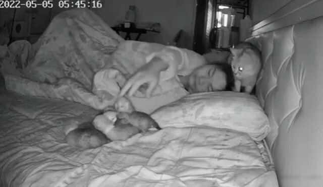Una cámara de seguridad registró el preciso momento en que la felina acomodó a sus pequeños para que estuvieran acurrucados uno al lado del otro. Foto: captura de YouTube