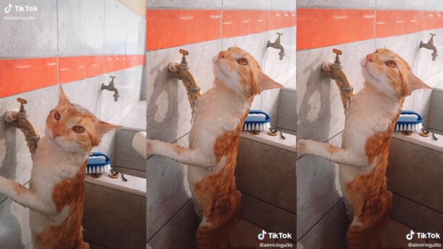 El felino dejó que su dueña le dé un baño. Foto: captura de @elmiringuito/TikTok