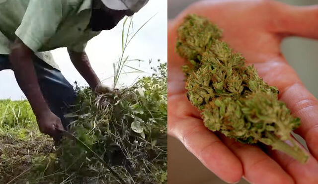 Los campesinos del estado de Morelos quieren convertir sus sembradíos de caña y arroz en cultivos de marihuana para así impulsar el desarrollo de su pueblo. Foto: captura de pantalla de France 24/EFE.