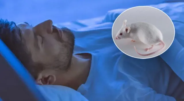 Soñar con ratas blancas, dependiendo del escenario, no es necesariamente un significado negativo | Foto: EFE/Science Photo Libray - Composición LR