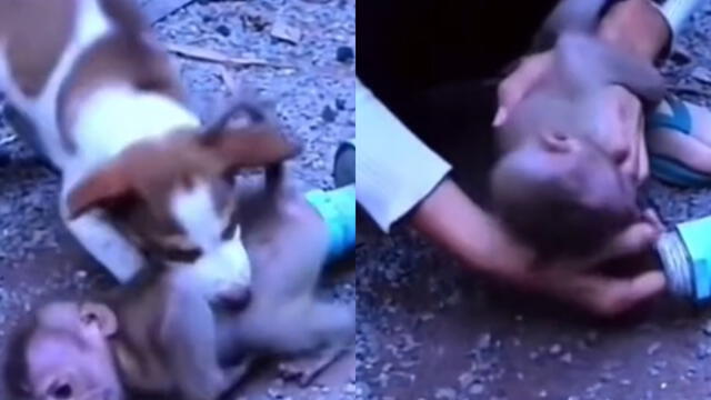 El perrito hizo su mejor esfuerzo para sacar al mono. Foto: captura de @respect._videos._/TikTok