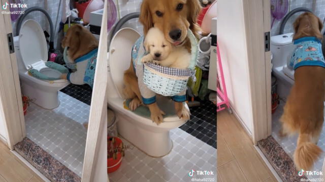 La tierna cachorra llevó la canasta hasta el baño para no separarse de su cría. Video: @haha92720/TikTok
