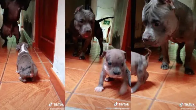 El perrito más pequeño se impuso a su progenitor. Video: @esquerouaa/TikTok