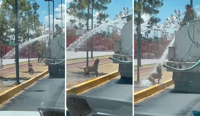 Un conductor detuvo su recorrido para grabar la curiosa acción de un can cuando trató de llamar la atención para recibir un poco de agua. Foto: captura de Facebook