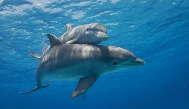Los delfines son uno de los mejores ejemplos de que el placer sexual no es una característica única en la especie humana. Foto: AFP