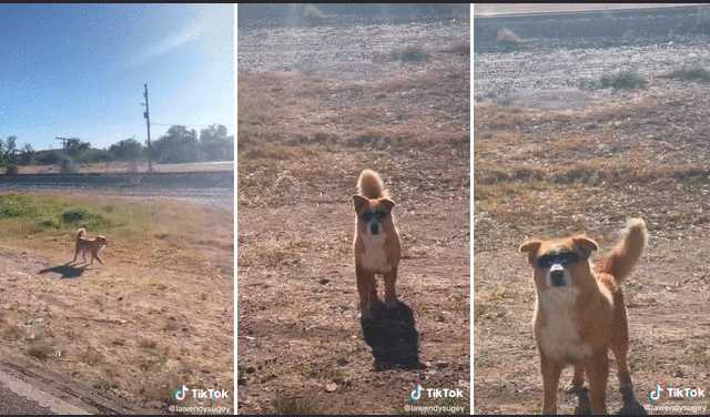 El perrito dejó asombrados a los cibernautas al no sacarse los lentes de sol. Foto: captura de TikTok