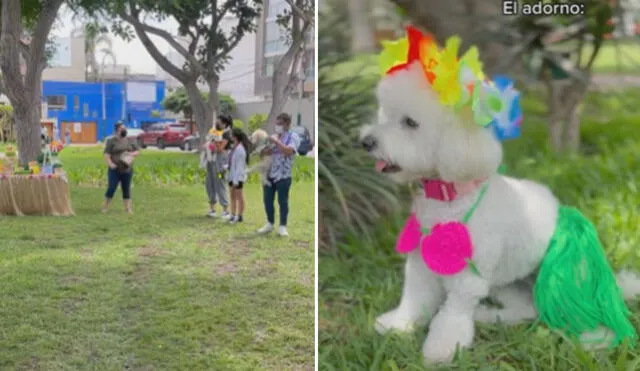 Miles de usuarios quedaron cautivados al ver a la perrita. Foto: captura de TikTok