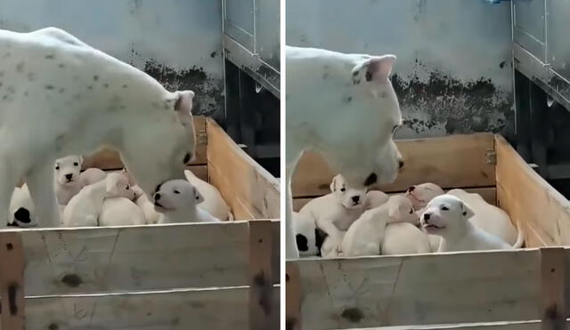 Una joven fue testigo del preciso momento en que su cachorro desobedeció a su papá para no ir a dormir. Foto: captura de Facebook