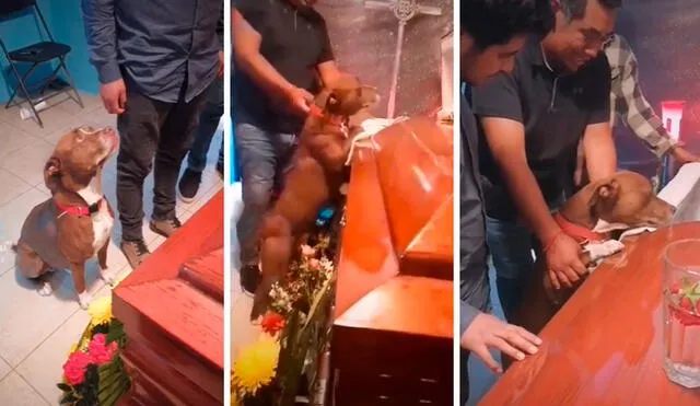 Antes de fallecer, la mujer tuvo la compañía de su querida mascota que nunca se separó de su lado. Foto: captura de YouTube