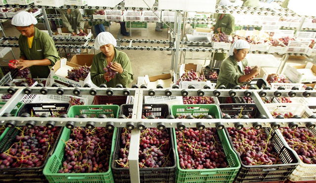 Despachos de uvas frescas sumaron US$ 39 millones 832.000. Foto: ADEX