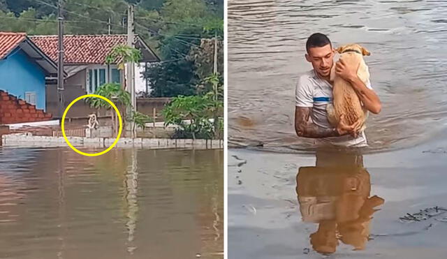 Mientras se ponía a buen recaudo junto a sus familiares, un joven brasileño vio a un can en peligro. Foto: captura de YouTube