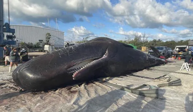 Este sería el segundo cachalote que aparece en las orillas de la playa de Florida. Foto: NOAAFish_SERO/Twitter
