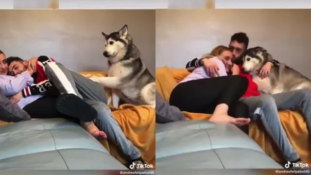 La perrita recibió el abrazo de su dueño después de tocarlo con su pata. Video: @huskyand/TikTok