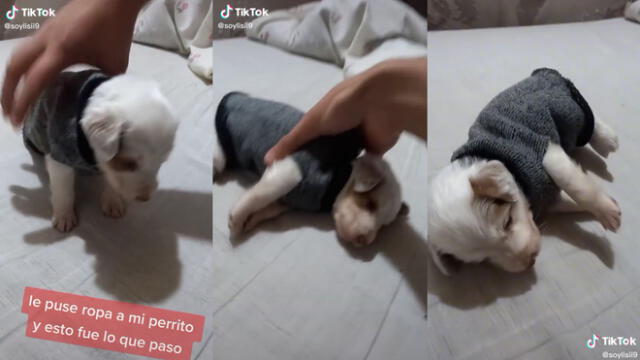 El perrito se echó en la cama reiteradas veces. Video: @soylisii9/TikTok