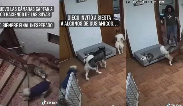 El perrito Diego abrió las puertas de las habitaciones para dejar entrar a sus 'amigos'. Foto: captura de TikTok