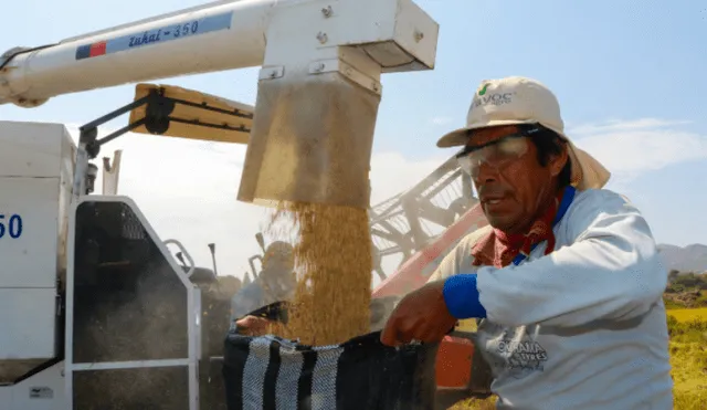 Ramón Ríos advirtió del bajo costo de la comercialización del cereal. Foto: Junta de Usuarios del Valle Chancay Lambayeque