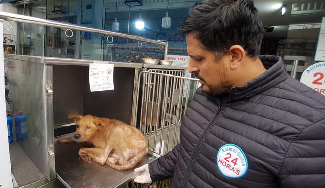 Varios de los canes rescatados tienen cirugías pendientes, además, de desnutrición y sarna. Foto: La República.