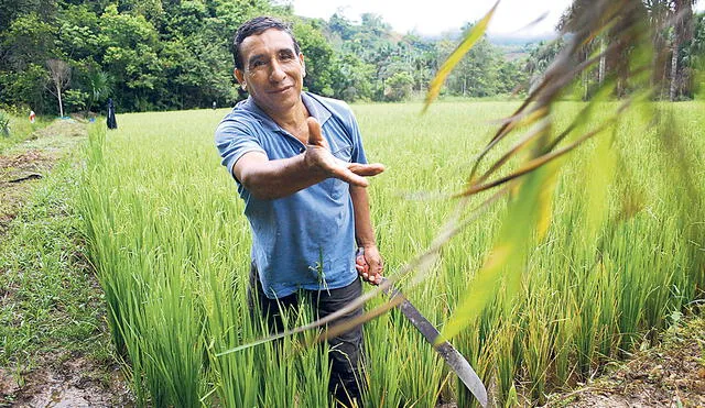 Impacto tangible. La producción nacional de arroz llega a las 500.000 toneladas al año; sin embargo, los costos de producción han subido en un 30%. Foto: difusión