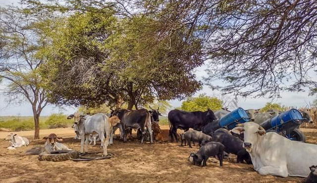 Ganaderos señalaron que la falta de lluvias en el sector ha contribuido a que el ganado no cuenta con vegetales para alimentarse. Foto: Difusión