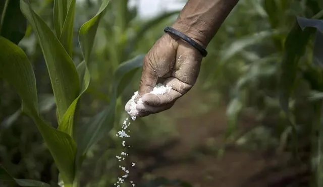 Ministro Arce afirma que en en las próximas semanas se comprará el primer lote de fertilizantes. Foto: AFP