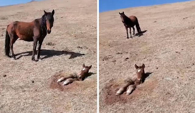 Aquel día, él detuvo su caminata para liberar al indefenso animal que se mostró desesperado a causa del incidente. Foto: captura de YouTube