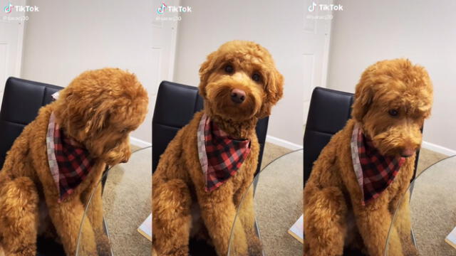 El perrito mirando a la cámara después de recibir la 'alerta'. Foto: composición/ @saracj30/TikTok