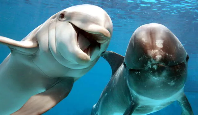 Los delfines siempre se relacionan con la confianza, alegría y buenos momentos. Foto: Efeverde