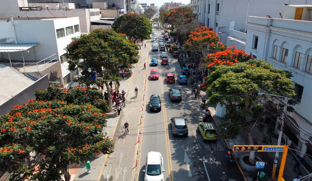 Árboles ubicados en la avenida José Balta serían removidos por trabajos de proyecto vial. Foto: Clinton Medina/ La República