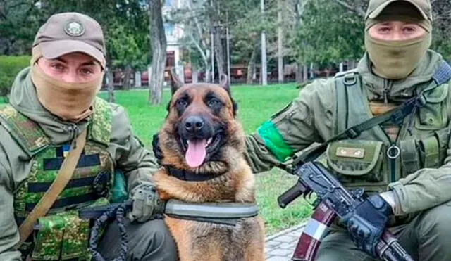 El perrito ha sido reubicado como rastreador de minas rusas. Foto: Clarín