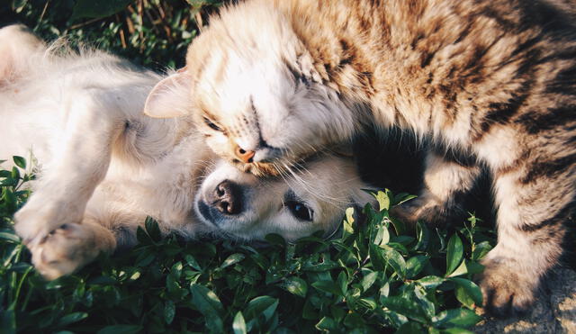 Durante el esquema de vacunación es muy importante que gatitos y perritos no estén bajo condiciones de estrés que puedan disminuir sus defensas. Foto: Pexels