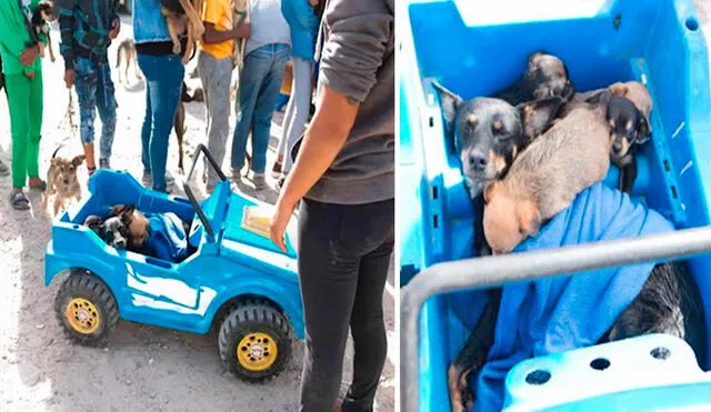 Pese a la distancia, la mujer llevó a sus mascotas hasta la carpa de una organización para que la apoyaran de forma gratuita. Foto: Tin Can Town/ Facebook